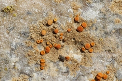 Polycauliona luteominia