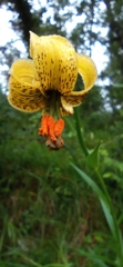 Lilium pyrenaicum