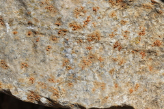 Polycauliona luteominia