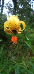 Lilium pyrenaicum