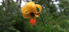 Lilium pyrenaicum