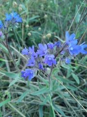 Anchusa leptophylla