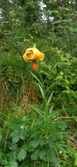 Lilium pyrenaicum