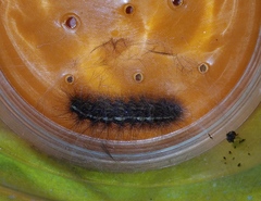 Creatonotos transiens