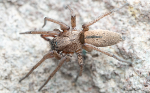Saccate Notched Ground Spider