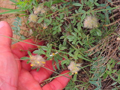 Dalea jamesii