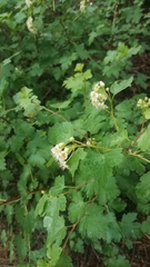 Physocarpus monogynus