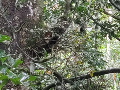 Medinilla anamalaiana