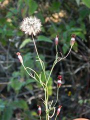 Porophyllum linaria