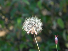 Porophyllum linaria
