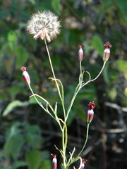 Porophyllum linaria