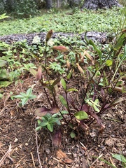 Silene virginica