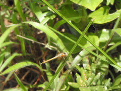 Trithemis aurora
