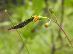 Parantica nilgiriensis