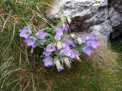 Campanula speciosa