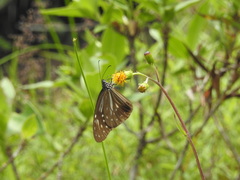Parantica nilgiriensis