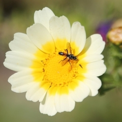 Cylindromyia auriceps