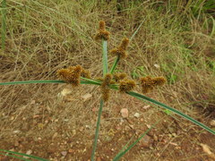 Cyperus ligularis