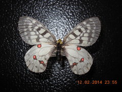 Parnassius clodius