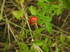 Solanum pimpinellifolium