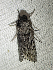 Brachionycha borealis