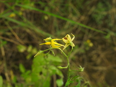 Solanum pimpinellifolium