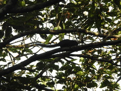 Funambulus sublineatus