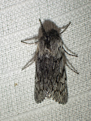 Brachionycha borealis