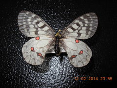 Parnassius clodius