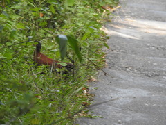 Galloperdix spadicea