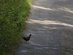 Galloperdix spadicea