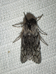 Brachionycha borealis