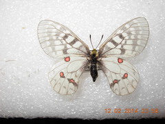 Parnassius clodius