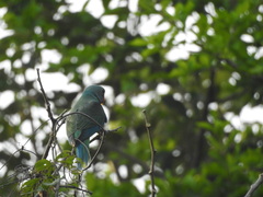 Psittacula columboides