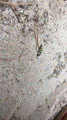 Buprestis octoguttata