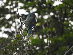 Psittacula columboides