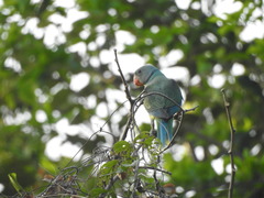 Psittacula columboides