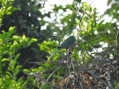 Psittacula columboides