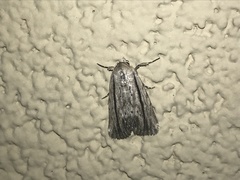 Catabenoides