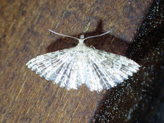 Alucita adriendenisi