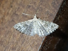 Alucita adriendenisi