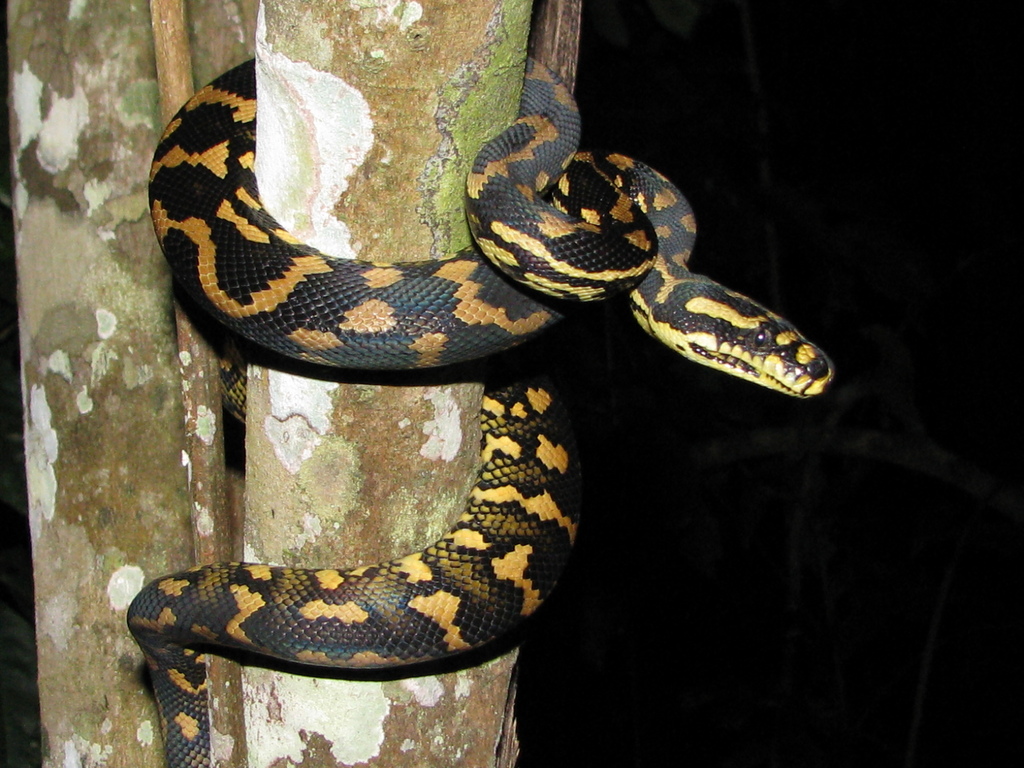 Jungle carpet python