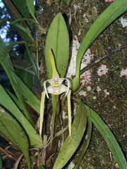 Maxillaria bradei