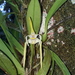 Maxillaria bradei - Photo (c) ivan_pereira_andrade, some rights reserved (CC BY-NC)