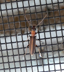 Oxycopis mimetica