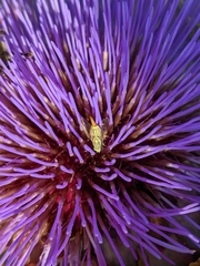 Terellia fuscicornis