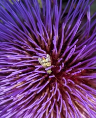 Terellia fuscicornis