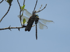 Pachliopta pandiyana