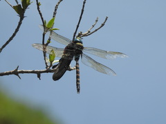 Pachliopta pandiyana