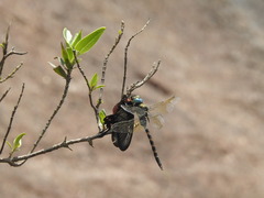 Pachliopta pandiyana
